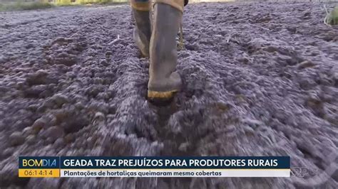 Frio intenso e geadas causam prejuízo para produtores rurais do Paraná