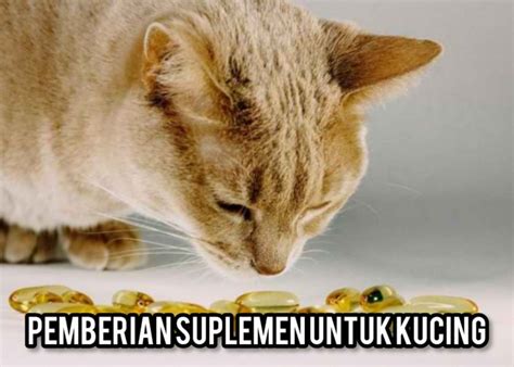 Mau Kucing Anda Sehat Terapkan Tips Pemberian Suplemen Berikut