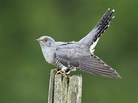 Cuckoo Bird Facts (Cuculus canorus) | Birdfact