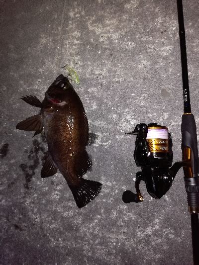 メバリング 兵庫県瀬戸内海側 明石東部 メバリング メバル 陸っぱり 釣り・魚釣り 釣果情報サイト カンパリ