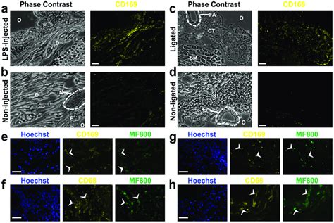 Immunofluorescence identification for in vivo labeling of macrophages ...