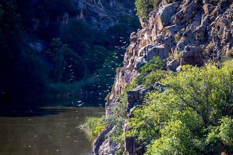 Birds Along Tagus River Toledo Spain Bob Swett Flickr