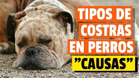 Alerta Descubre C Mo Tratar Las Costras En Las Orejas De Tu Perro