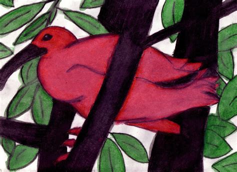 Scarlet Ibis Art 2 By Emi Bee On Deviantart