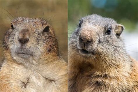 Gopher Vs Groundhog Differences