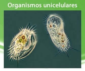 Ejemplos de organismos unicelulares
