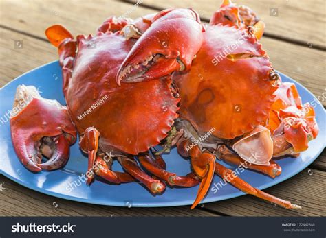 Close Steamed Serrated Mud Crab Mangrove Stock Photo 172442888