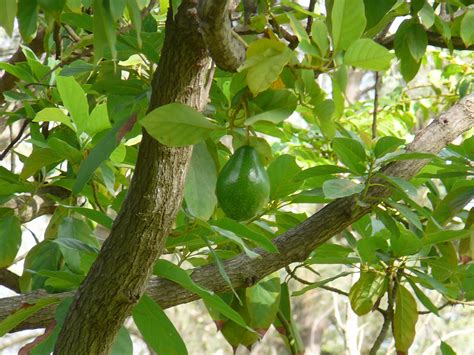 Historia Del Aguacate Espanol Agricultura 6