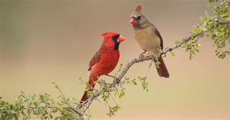 Northern Cardinal | Audubon Field Guide