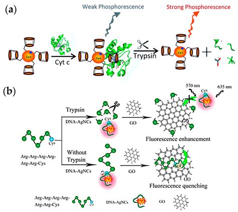 Chemosensors Free Full Text Sensing Of Digestive Enzymes—diagnosis