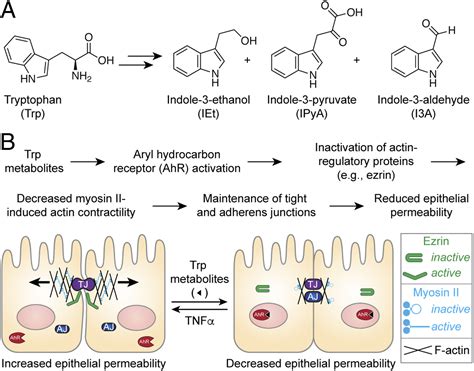 Microbial Tryptophan Metabolites Regulate Gut Barrier Function Via The Aryl Hydrocarbon Receptor