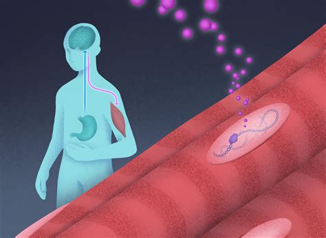 Weight Loss Revolution: New Breakthrough Could Prevent Muscle Loss