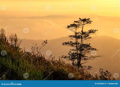 Landscapes Morning Mountain Sunrise between Silhouette of Trees Stock ...