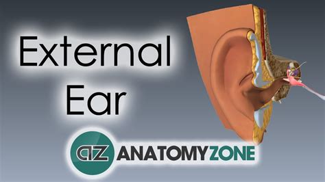 External Auditory Meatus Anatomy