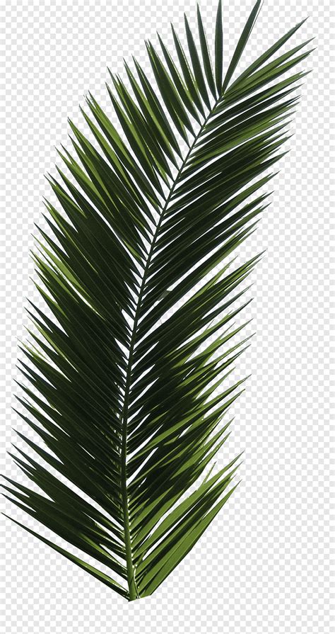 ภาพประกอบใบไมสเขยวตนไมใบ Arecaceae ตนปาลม ปาลม arecales png