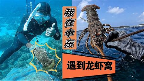 《环球探海记》阿曼 第33天：今天赶海收获好了多大龙虾，但是居然都没人吃 抓龙虾自由潜渔猎阿曼赶海旅行 Youtube