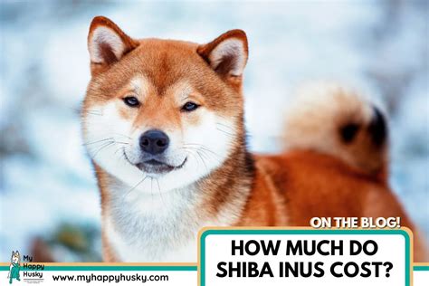 How Much Do Shiba Inus Cost 2024 Price Guide My Happy Husky