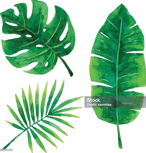 Watercolor Tropical Leaves Stock Illustration - Download Image Now - Leaf, Watercolor Painting ...