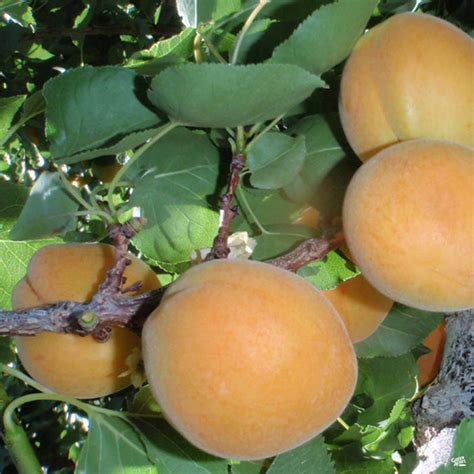 Apricot 'Moorpark' — Green Acres Nursery & Supply