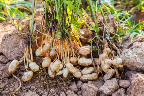 Cacahuate origen características beneficios y cultuvo Huerto en casa