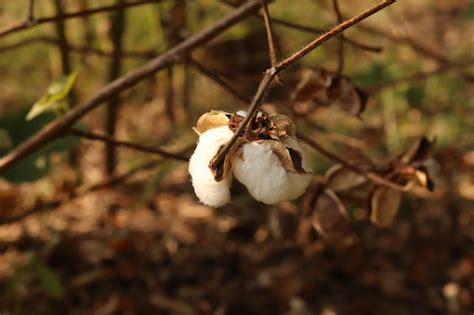 Premium Photo | Cotton fields