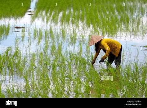 Mekong delta rice fields hi-res stock photography and images - Alamy