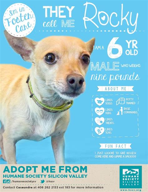 CHIHUAHUA MIX DOG AVAILABLE FOR ADOPTION | Rocky A#: 114304 - Humane Society Silicon Valley ...