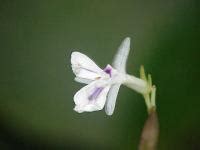 Dormeuse Maranta Leuconeura Entretien Arrosage Rempotage