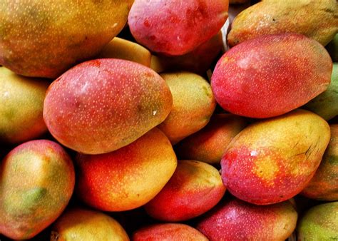 mango mangue  mango   fleshy stone fruit belongin flickr