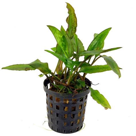 Cryptocoryne Usteriana Aquarium Fish India