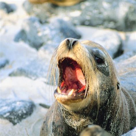 Plants & Animals of Ecuador | USA Today