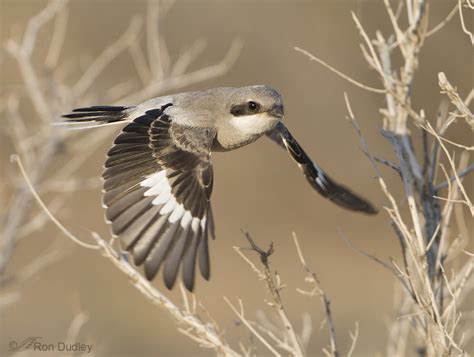 Juvenile Loggerhead Shrike Take Off Feathered Photography