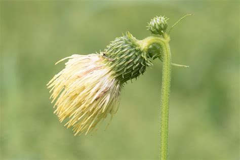 Cirsium erisithales Jacq Scop Préservons la Nature