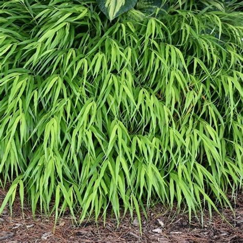 forest grass japanese  gold  ted lare design build