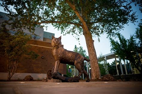 Wildcat Statue Facilities Management And Services Chico State