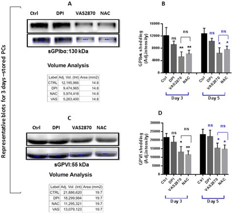 The Effect Of Ros Scavenger Nac And Nox Inhibitors Vas And Dpi