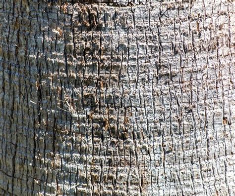 The Bark On A Palm Tree As An Abstract Background Stock Image Image