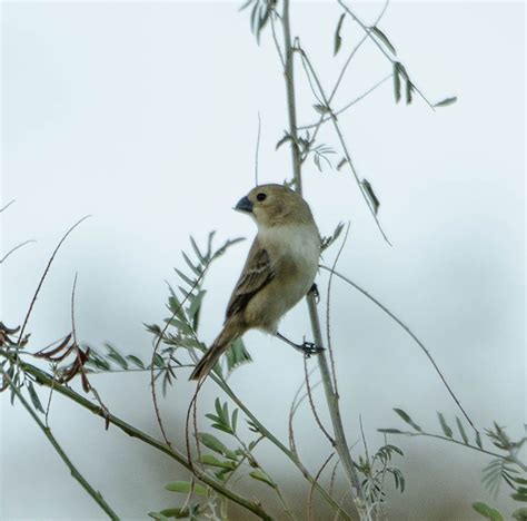 Foto Golinho Sporophila Albogularis Por Maria Albers Wiki Aves A