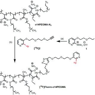 Scheme Radiosynthesis Of The Teroligomer F Fluoro O Pegma By