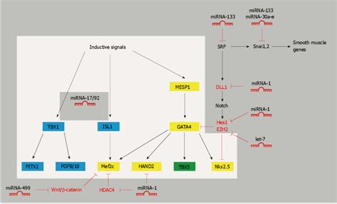 The Complex Web Of Transcription Factors In Cardiac Specification And