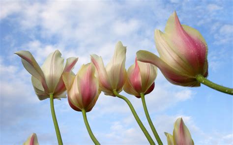 Hintergrundbilder Tulpen Blumen Tropfen Himmel Hintergrund