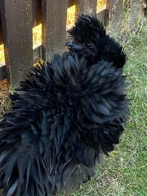 X Mixed Hatching Eggs Usa Silkie Naked Showgirl Polish Bantam