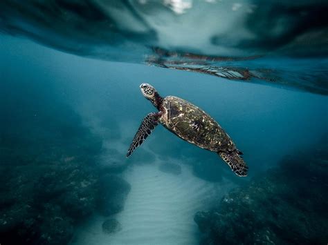 Te Gustan Las Tortugas Marinas Conoce Datos Curiosos Sobre Ellas