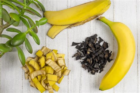 Como Fazer Adubo Caseiro Casca De Banana De Forma F Cil E Deixar