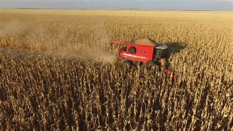 Produtores gaúchos já plantaram 34 da área prevista de milho Revista