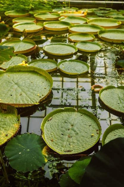 Hermosas plantas acuáticas gigantes Vista superior de la planta