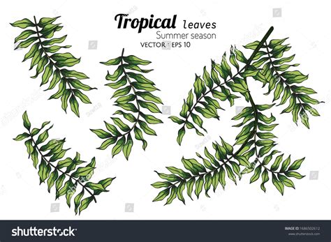 Set Fern Leaf Drawing Illustration Line Stock Vector (Royalty Free ...