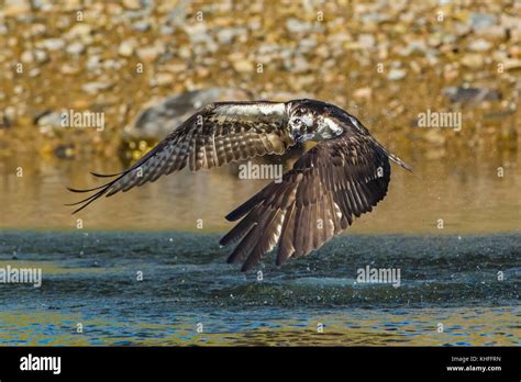 Osprey Pandion Haliaetus Fishing In Somes Sound Acadia National Park