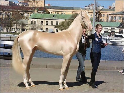 Turkish Golden Horse Akhal Teke Golden Painted Bonito Rare Horse