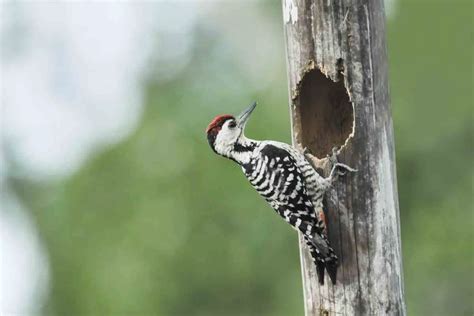 Woodpecker Nest Facts - All Your Questions Answered Here - Gardenia Organic